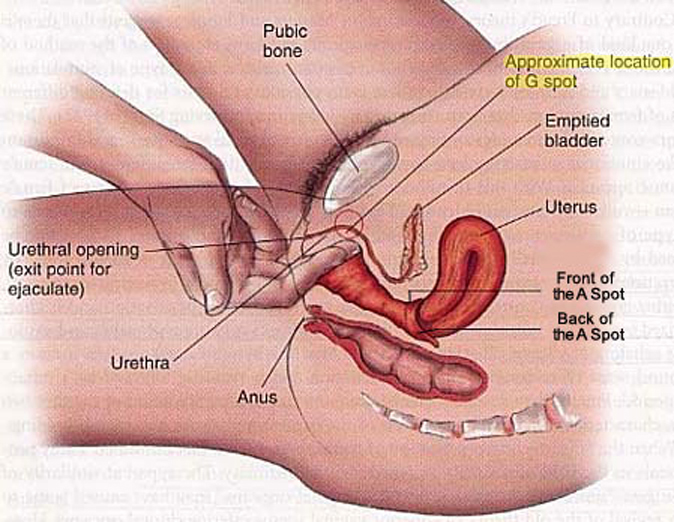 Squirting G Spot Orgasm - G Spot Diagram